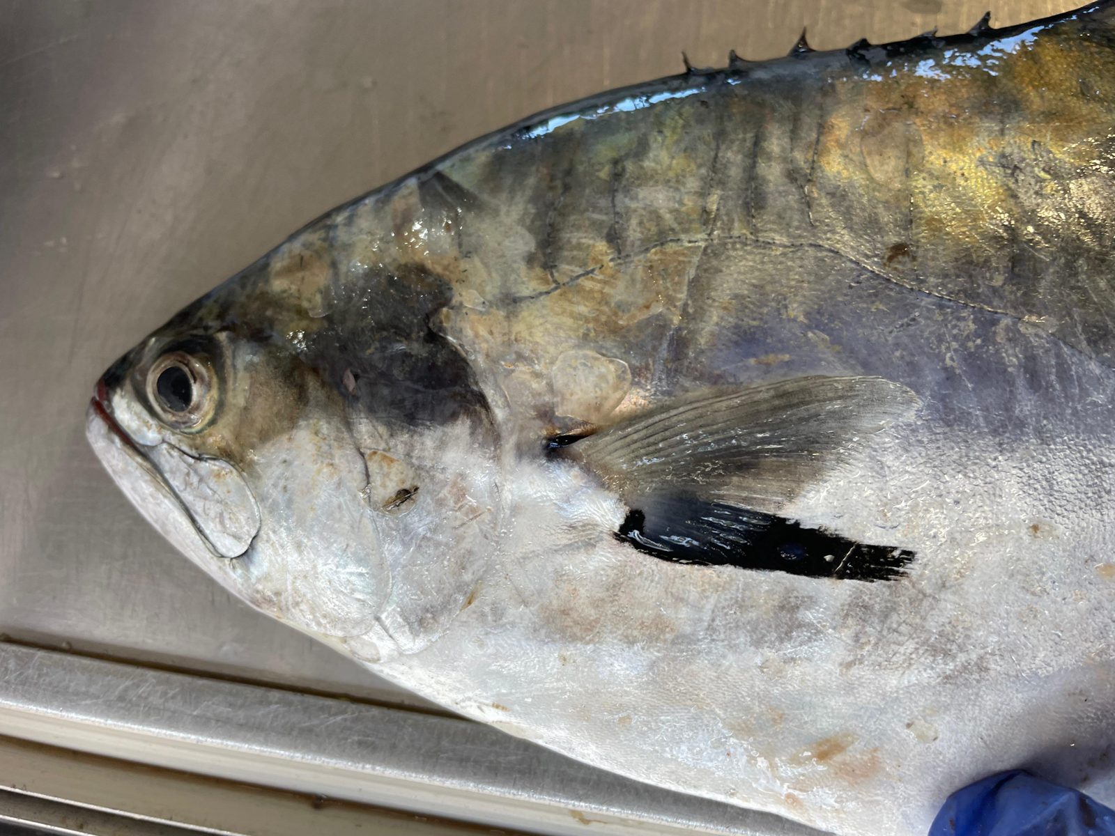 Palometa fresca en el mostrador de una pescadería